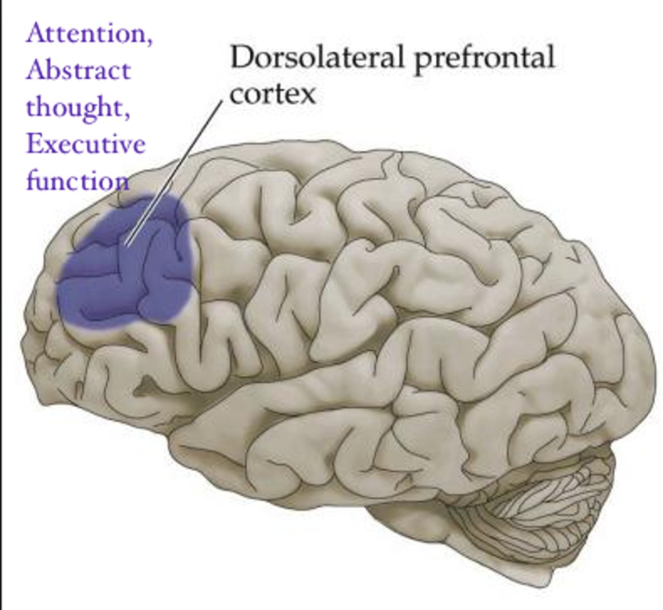 <p>highest cortical area responsible for motor planning, <b>executive function</b>, regulation, &amp; working memory</p>