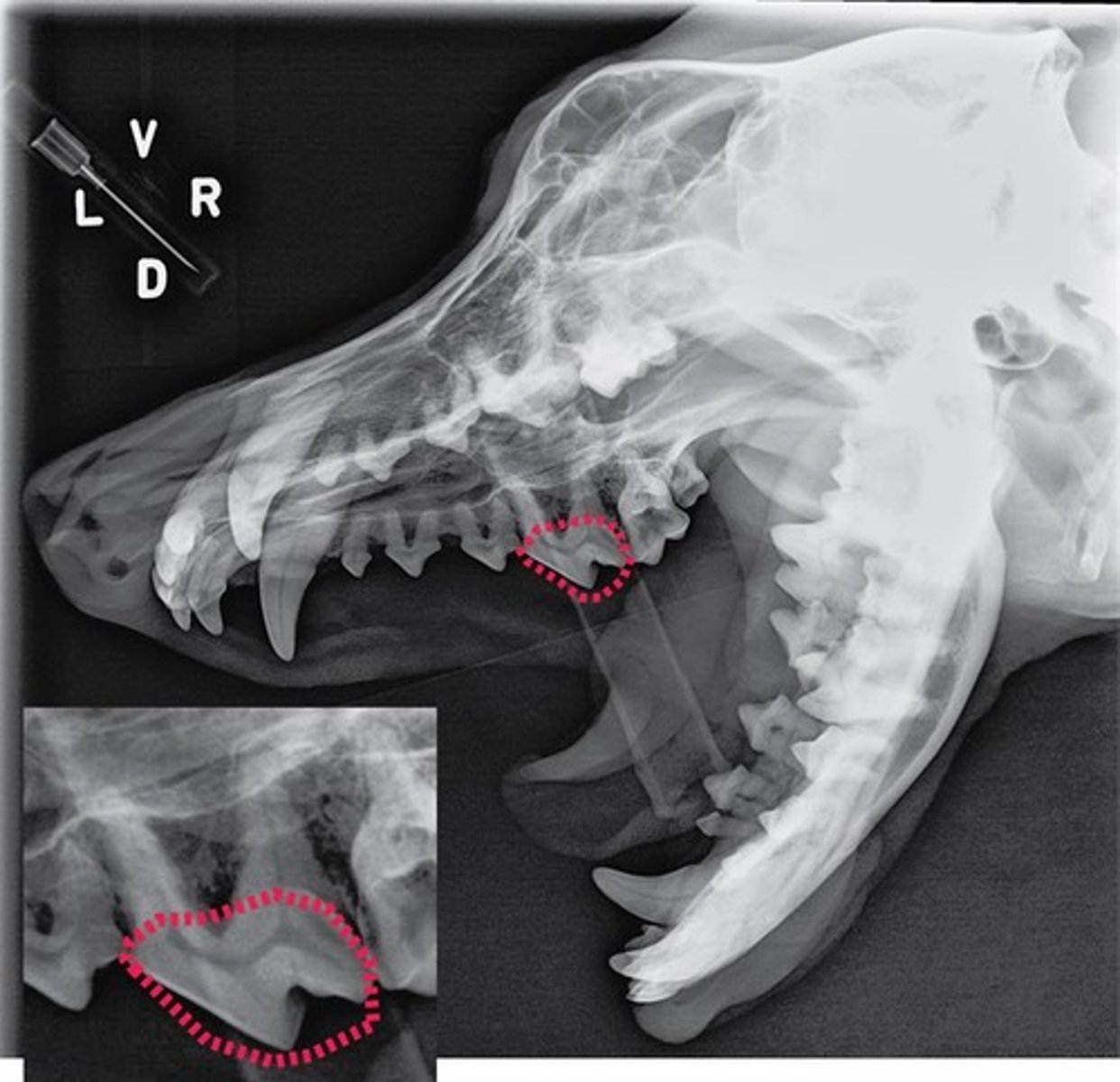 <p>Identify the part of the tooth encircled.</p>