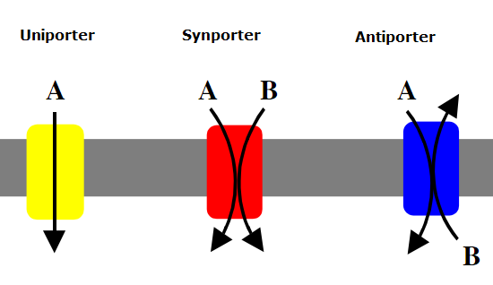 <ul><li><p>Uniporter: carries 1 specific molecule</p></li><li><p>Symporters: carries 2 different molecules in the same direction</p></li><li><p>antiporters: carries 2 different molecules in different directions</p></li></ul><p></p>