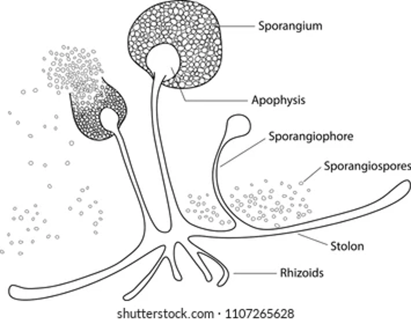<p>Sporangiospores</p>