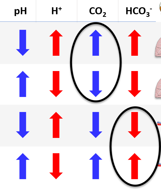 <p>pH</p><p>Bicarbonate </p><p>CO2</p>