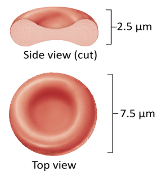 <p>What is the name of the protein found in erythrocytes that transports respiratory gases and provides the red color?</p><ol><li><p>fibrinogen        </p></li><li><p>antibody        </p></li><li><p>albumin        </p></li><li><p>hemoglobin        </p></li></ol><p></p>