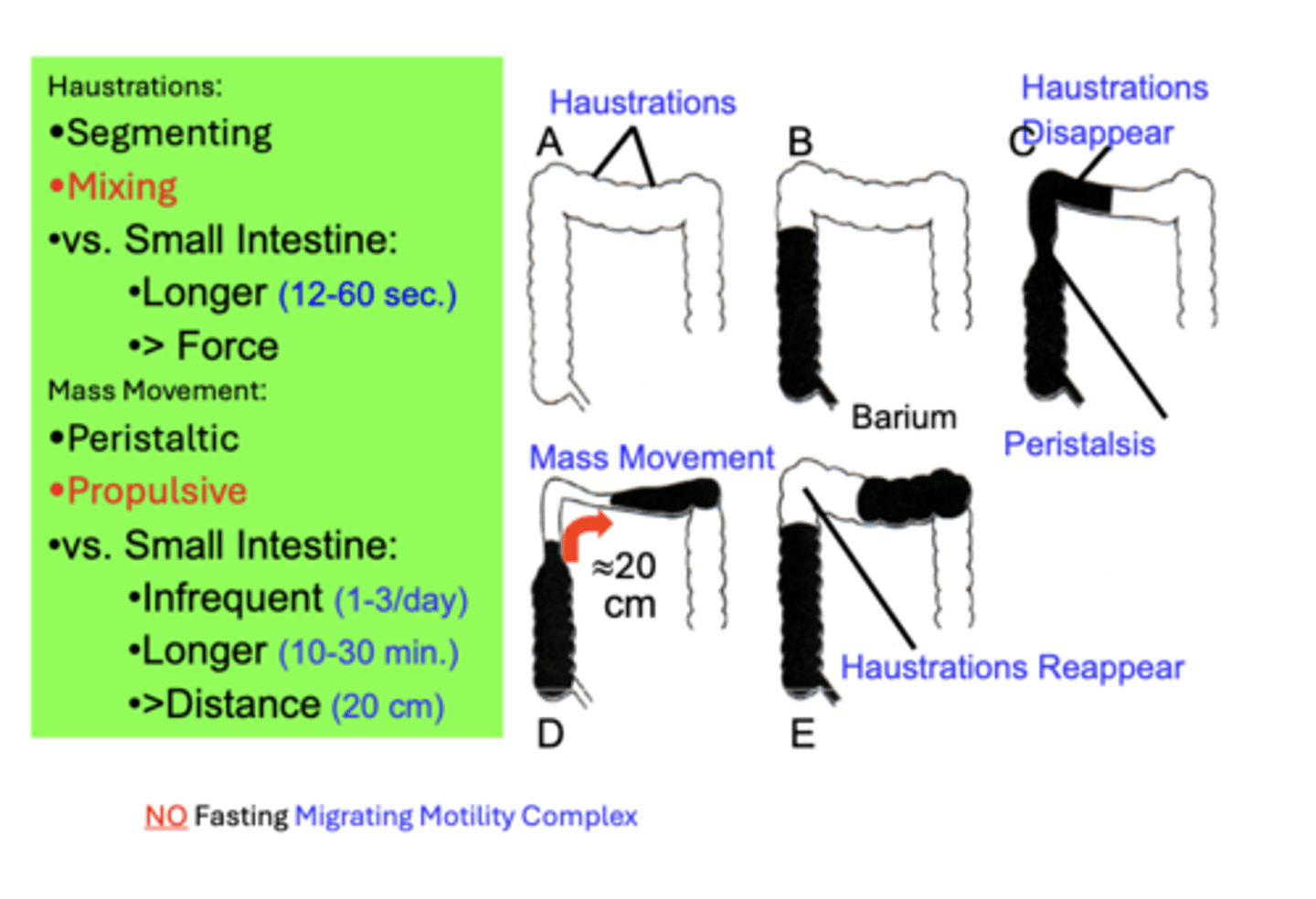 <p>Peristaltic Contractions</p><p>- serve in the Propulsion of intestinal contents toward the rectum</p><p>compared to small intestine peristalsis (8-12x/min; 4-5 sec., 1-4 cm):</p><p>- Less Frequent (1-3x/day)</p><p>- Longer in Duration (10-30 min.)</p><p>- propel material a Greater Distance (20 cm)</p>