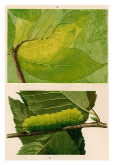 <p>countershading</p>