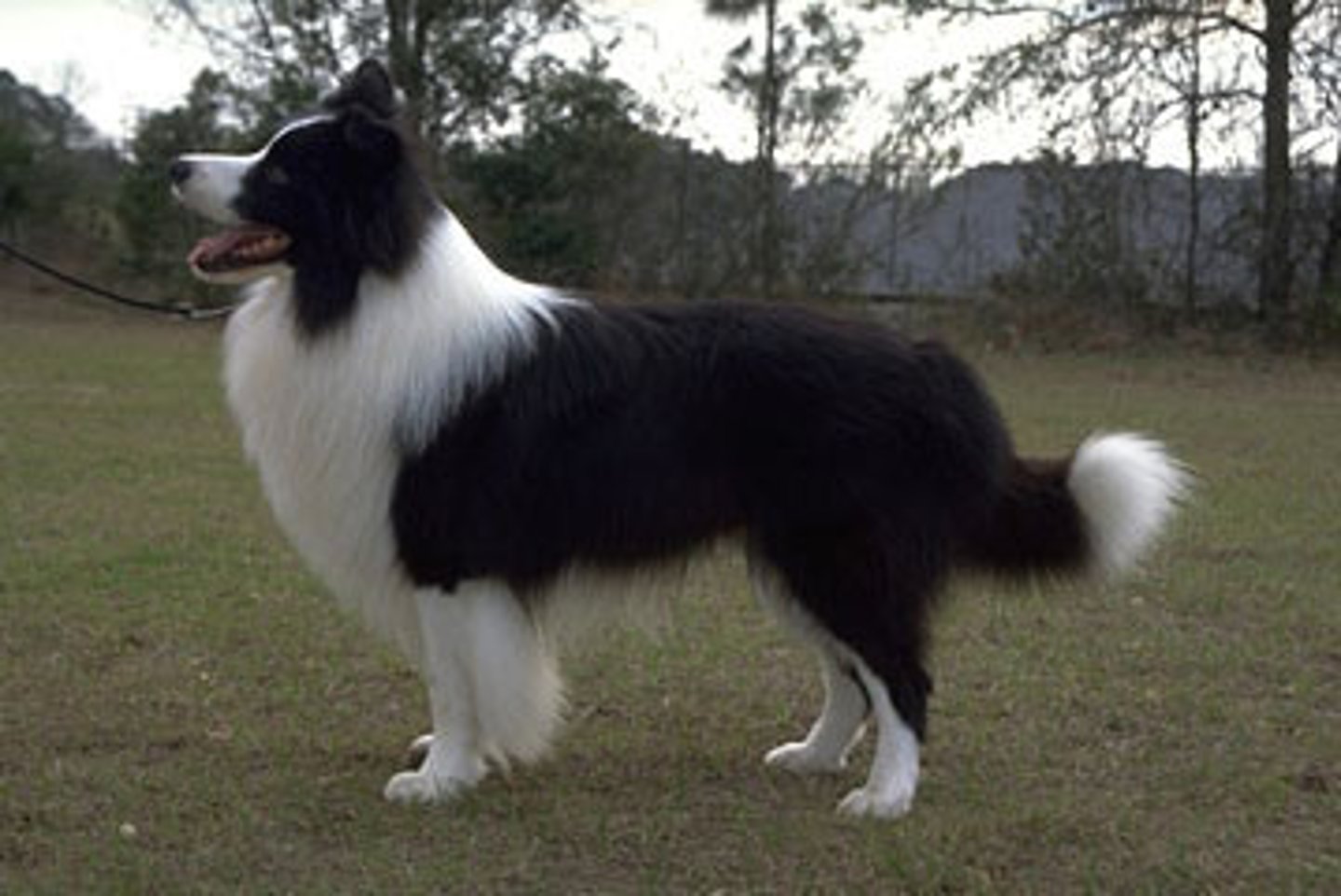 <p>Herding</p>