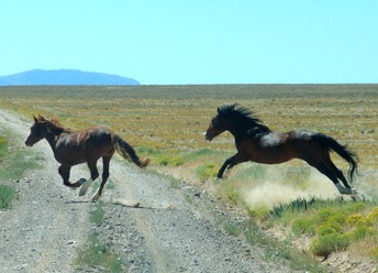 <p>Feral Horse </p>