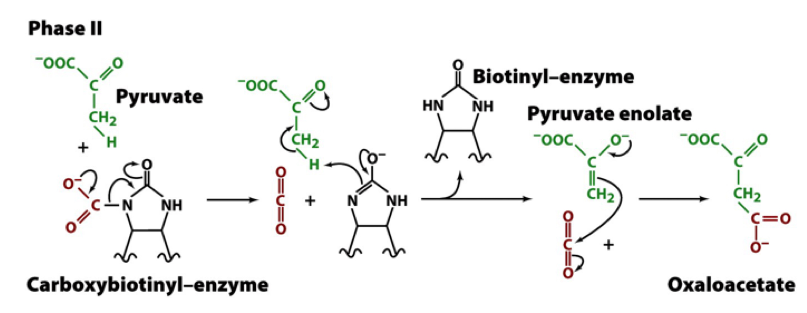 the CO2 group is transferred to pyruvate as follows:

entry of pyruvate into the active site releases CO2 from biotin as the biotin accepts a proton from pyruvate

pyruvate (minus a proton) is now in an enolate form which carries out a nucleophilic attack on CO2