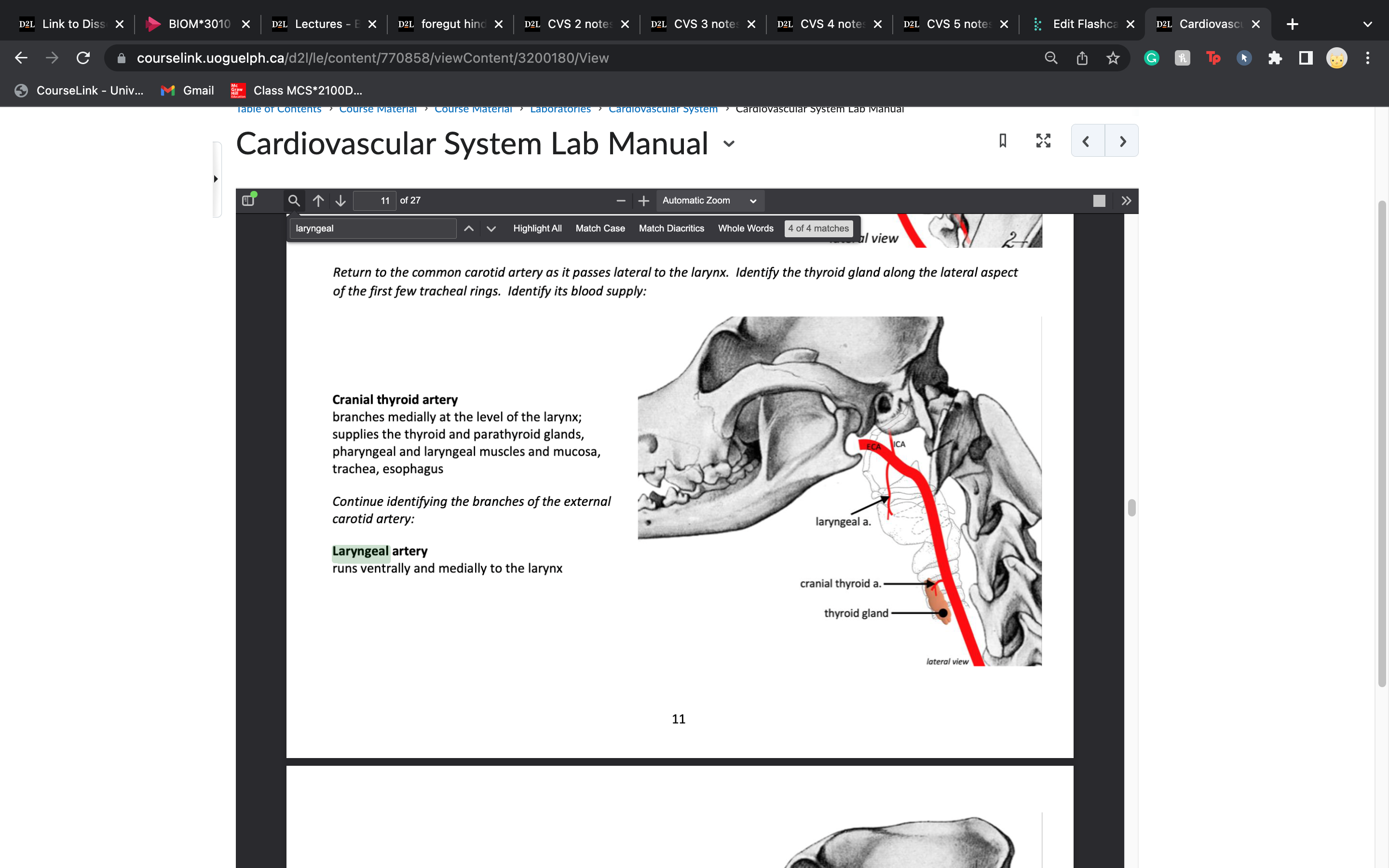 larynx