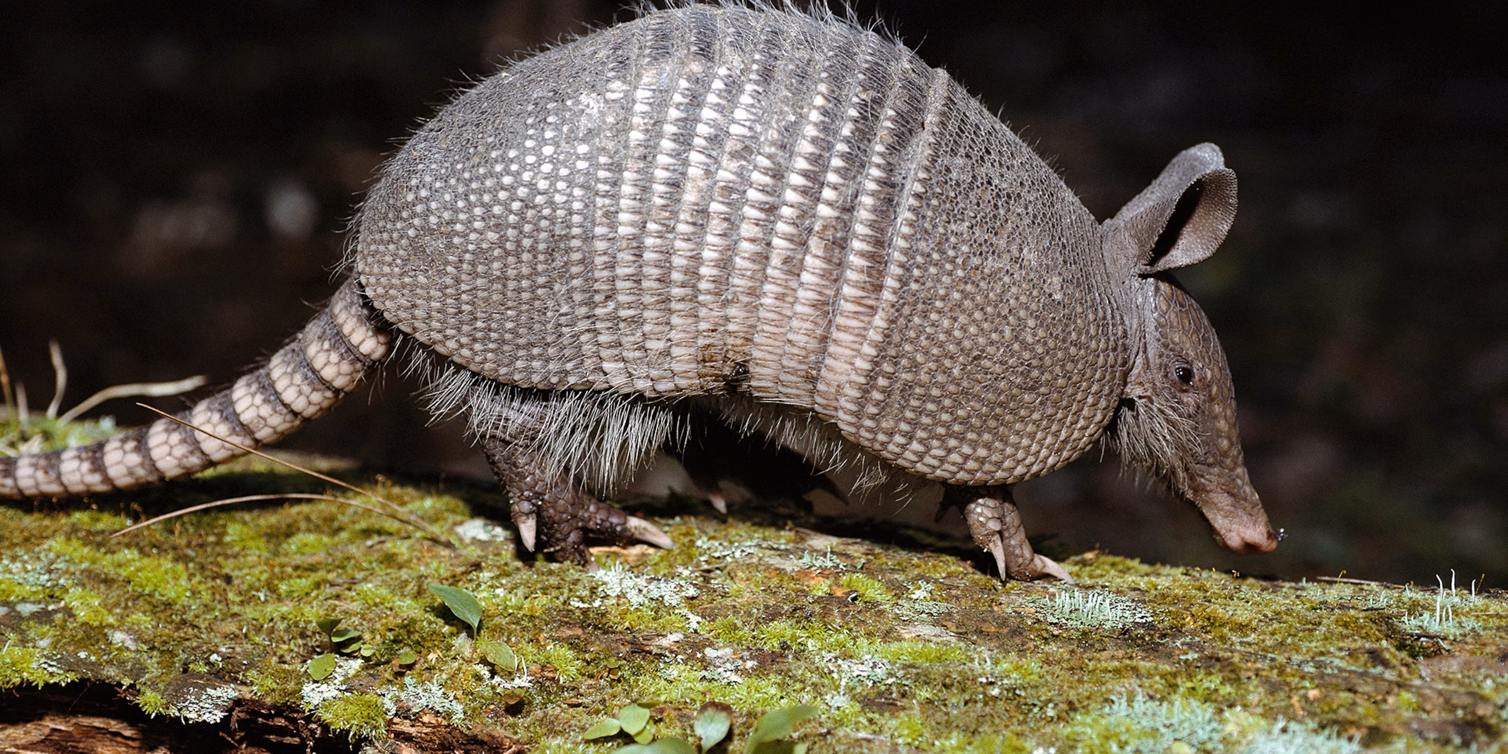 <p><span>a rigid cuticle or exoskeleton that protects animals from predators. It's usually formed through the thickening and hardening of superficial tissues.</span></p>