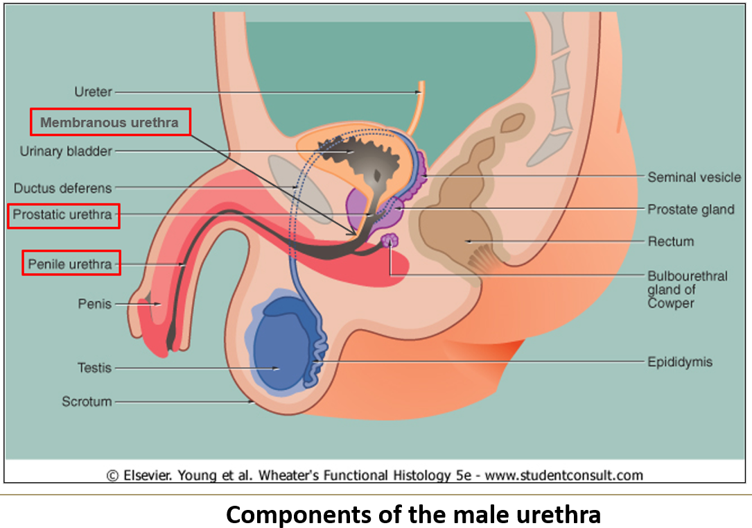 <ol><li><p class=""><strong>Prostatic urethra</strong> (through prostate)</p></li><li><p class=""><strong>Membranous urethra</strong> (through pelvic floor)</p></li><li><p class=""><strong>Cavernous/spongy urethra</strong> (through penis)</p></li></ol><p></p>