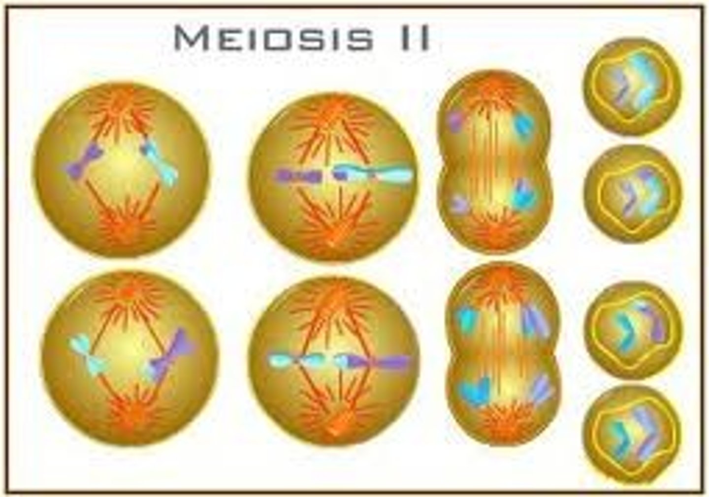 <p>-sister chromatids separate</p><p>-Starts with 2 haploid daughter cells</p><p>-Ends with 4 haploid daughter cells that are all different</p>