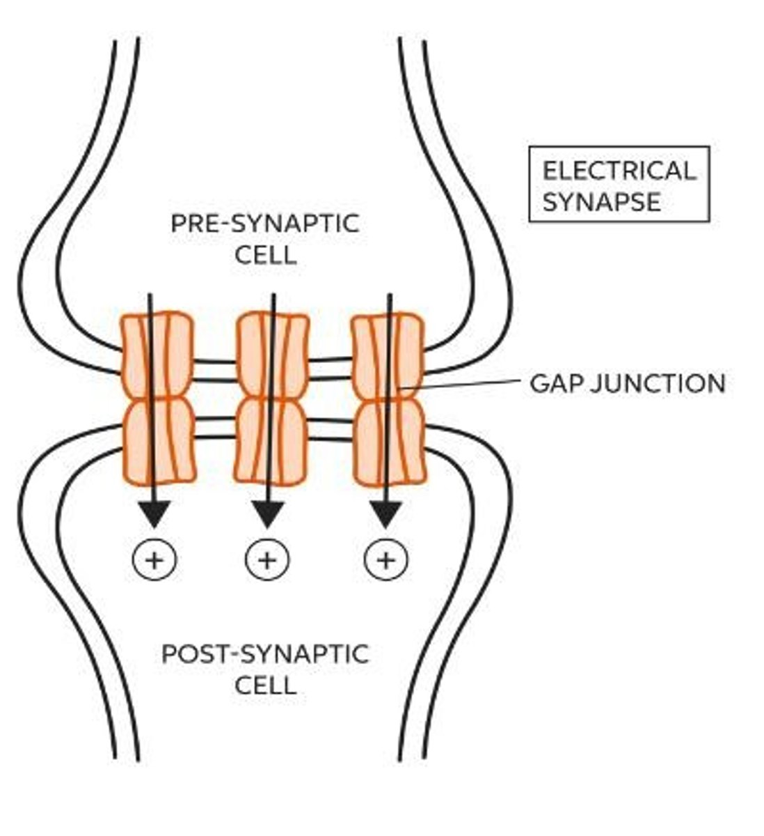 <p>They allow rapid transmission of signals between neurons.</p>