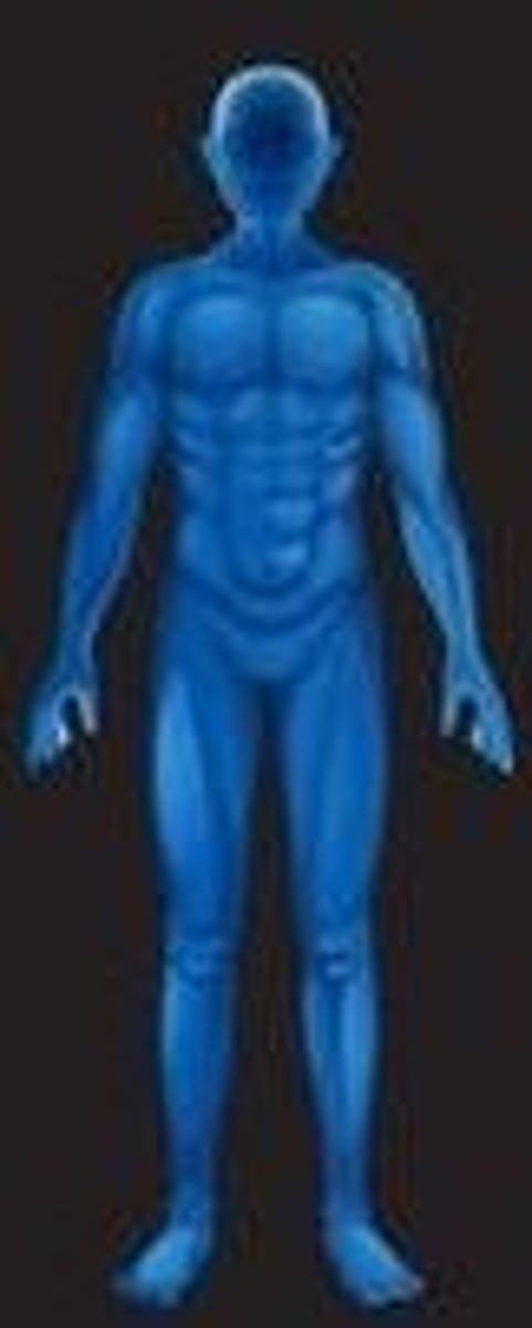 <p>skin, hair, nails, cutaneous glands<br>--<br>protection, thermoregulation, water retention</p>