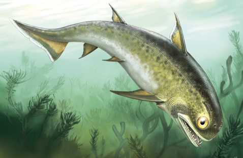 <p>acanthodians (extinct)</p><p></p>
