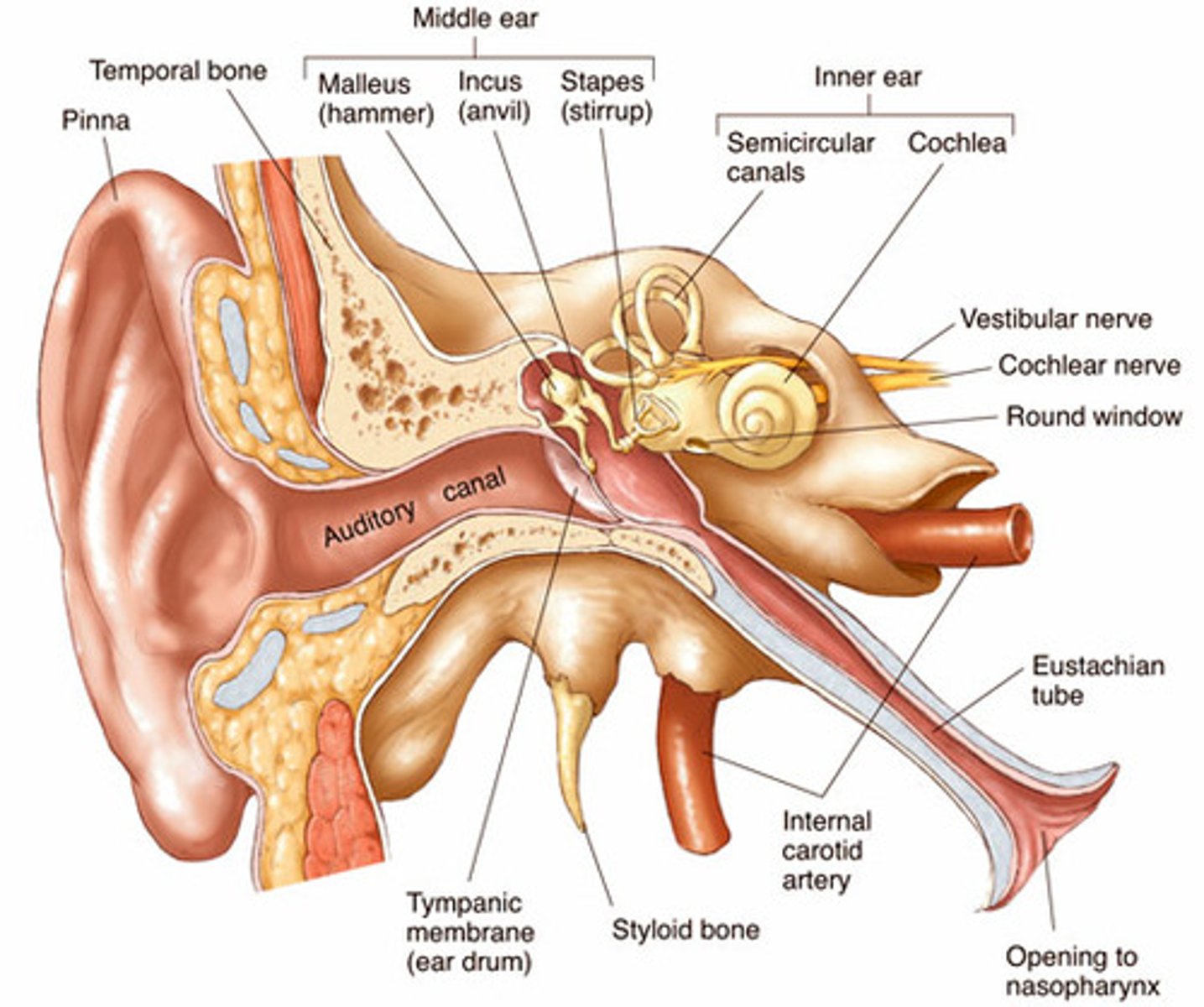 <p>sound --> eardrum --> middle ear bones --> cochlea --> auditory nerve</p>