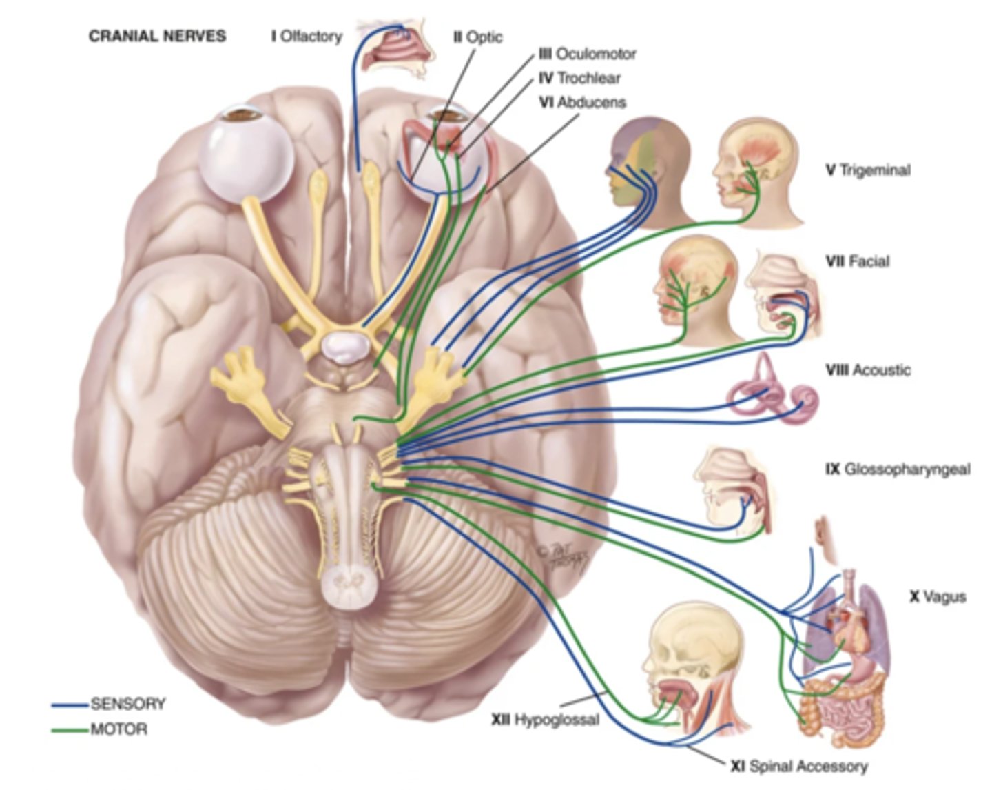 <p>1.) Olfactory</p><p>2.) Optic</p><p>3.) Oculomotor</p><p>4.) Trochlear</p><p>5.) Trigeminal</p><p>6.) Abducens</p><p>7.) Facial</p><p>8.) Vestibulocochlear</p><p>9.) Glossopharyngeal</p><p>10.) Vagus</p><p>11.) Accessory</p><p>12.) Hypoglossal</p><p>(Old Orange Orangutans Tend To Always Fight Very Gruesome Voodoos At Heaven) (I mean . . . it works 😁)</p>