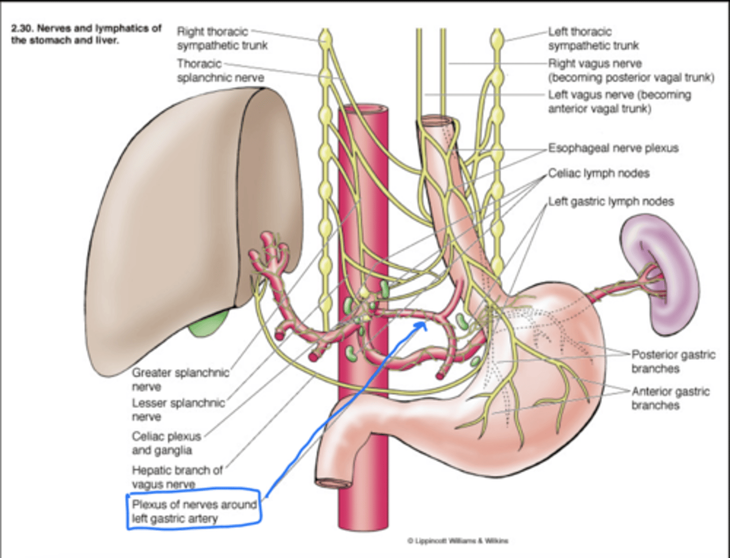 <p>The <strong>parasympathetic </strong>nerve supply to the esophagus is supplied by these nerves</p><p>- 1st supplies the upper half, 2nd supplies the lower half</p><p>- These nerves are <strong>sensory, motor, and secretomotor</strong> in function</p>