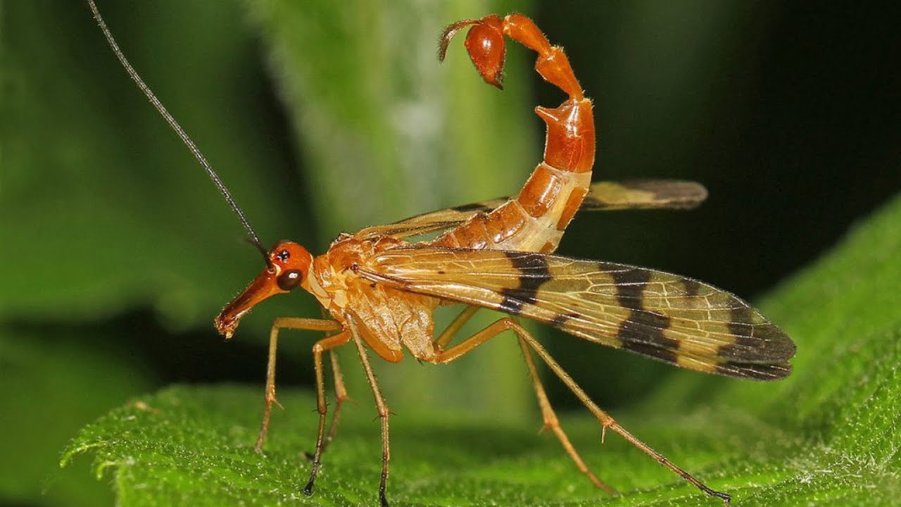 <p>Order Mecoptera: Scorpionflies</p>