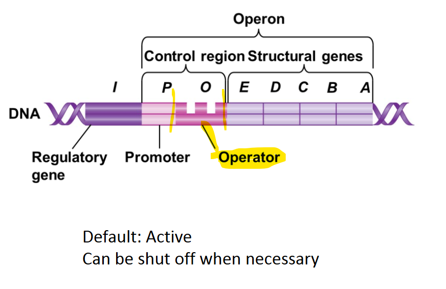 <p>a segment of DNA that a repressor protein can <strong> bind to </strong></p><p><strong>controls whether transcription occurs </strong></p>