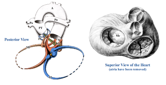 <p>-consists of a series of fibrous rings surrounding the atrioventricular and semilunar valves</p><p>-these rings provide stability for the valves ensuring their patency and circular shape; cusps also attach to these rings</p><p>-skeleton also serves as an attachment site for cardiac muscle fibers and electrically isolates the atria from the ventricles</p>