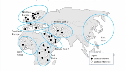 Northern European countries are most likely lactose persistent and East Asians are most likely lactose intolerant