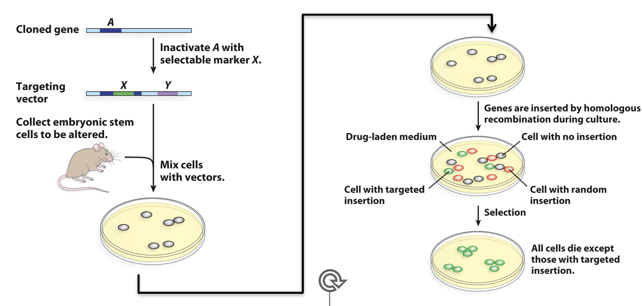 <p>Knock-Ins and Knock-Outs:</p><p><span>•The gene of interest (____) is disrupted by a positive selectable marker (___) flanked by long regions of ______. The negative selectable marker (____) determines the boundary for HR and guards against random insertion.</span></p><p><span>•Accurate targeting can be increased by introduction of a ____ break at the target site using gene editing technology.</span></p>