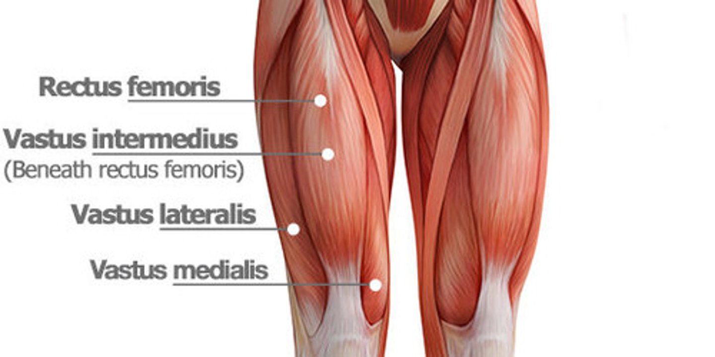 <p>Vastus Medialis ("Quadriceps"; knee extensors)</p>