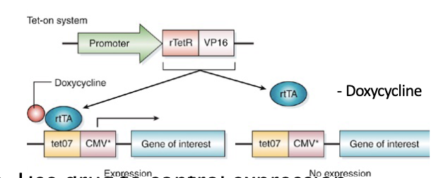<p>Use drug to control expression.</p><ul><li><p>Dox present = on</p></li><li><p>Promoter gives spatial control</p></li></ul>