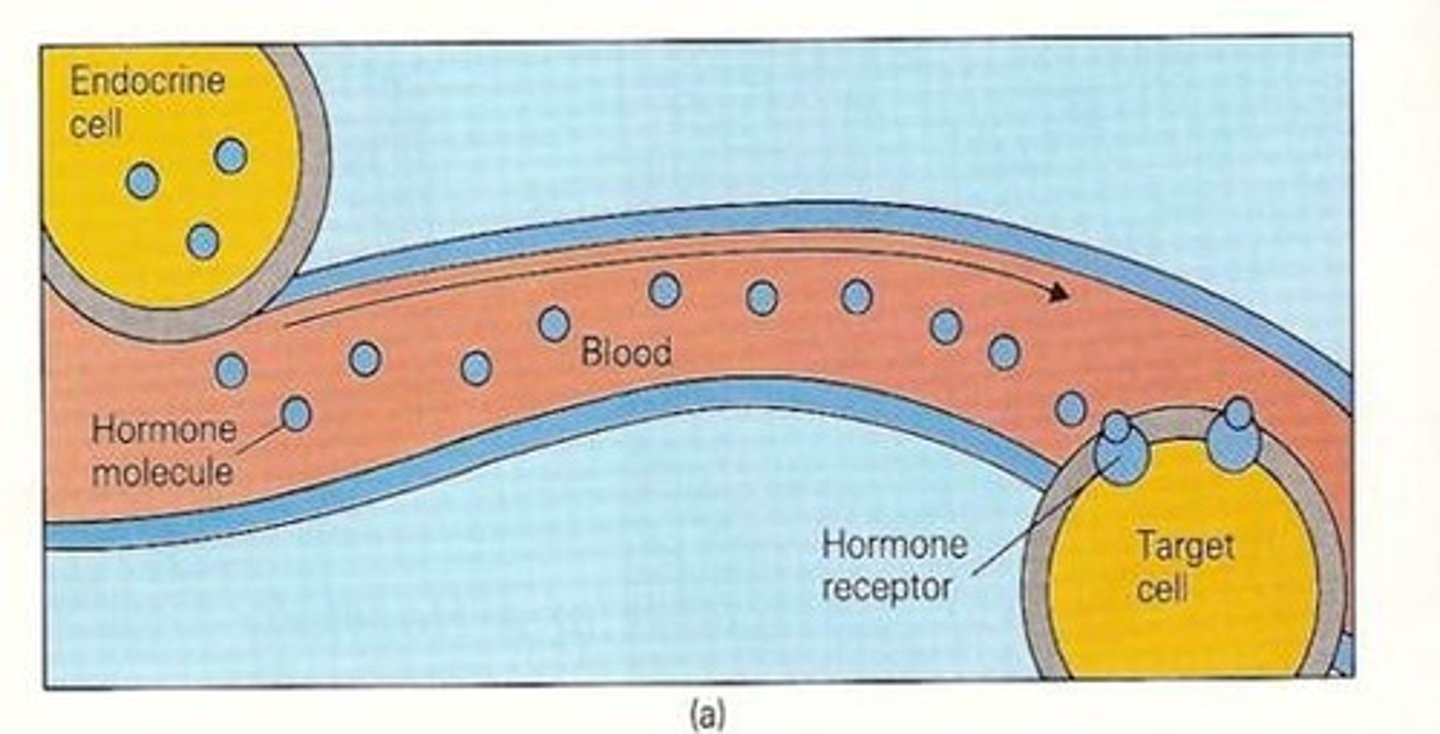 <p>hormones secreted into blood stream and travel long distance to reach target cell</p>
