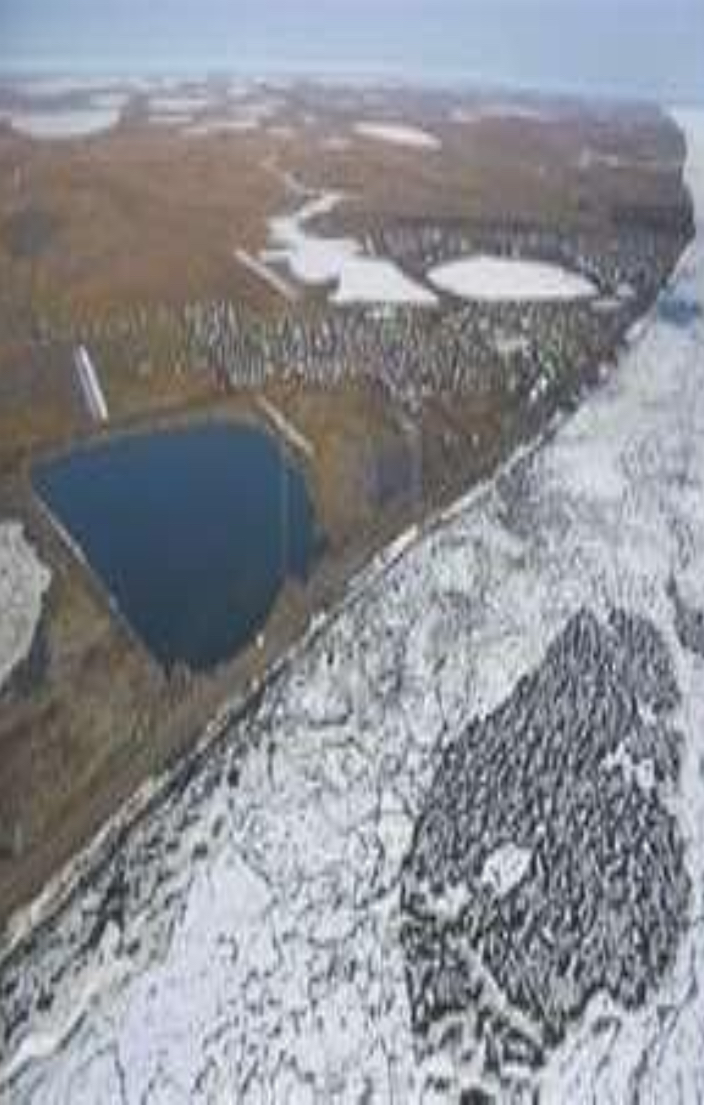 <p>The Arctic tundra </p>