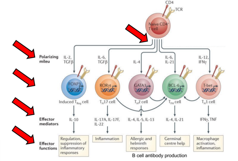 <p>polarizing milieu, induced Th cells, effector mediators, effector functions</p>