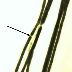 <p>axon</p>