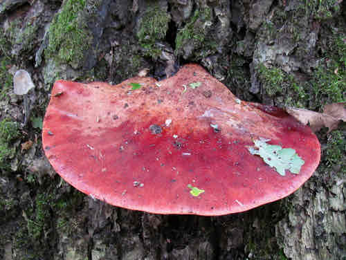 <p>Edible!</p>