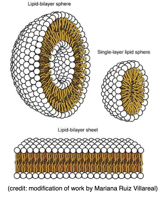 <p>Phospholipid bilayers…</p>