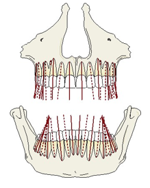 <p>an imaginary line representing the long axis of a tooth, drawn in a way to bisect the root (and thus the crown) in the cervical area into two halves</p>