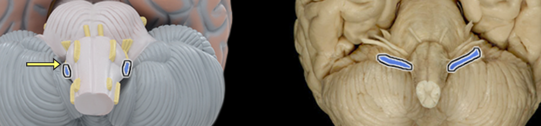 <p>Vagus n. CN X</p>