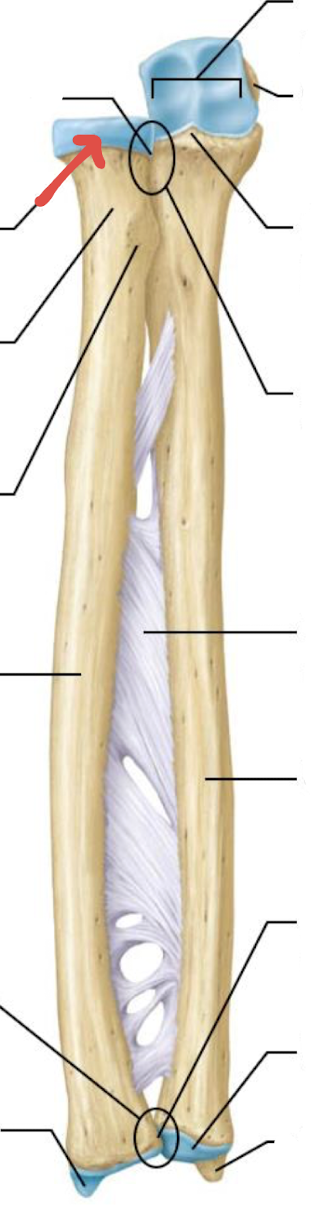 <p>what is this part of the radius?</p>