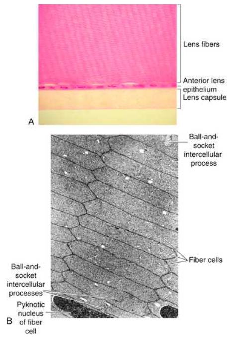 <p>can form cataracts </p><p>fibres are usually locked together with a ball and socket and tongue and groove formations</p>
