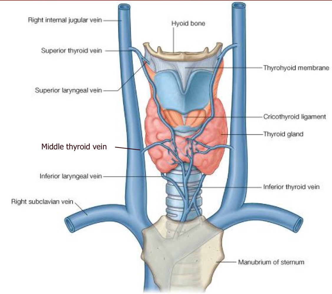 bridges the midling, covers the 2-3rd tracheal ring