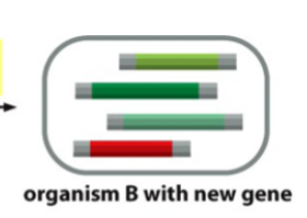<p>gene acquisition</p>