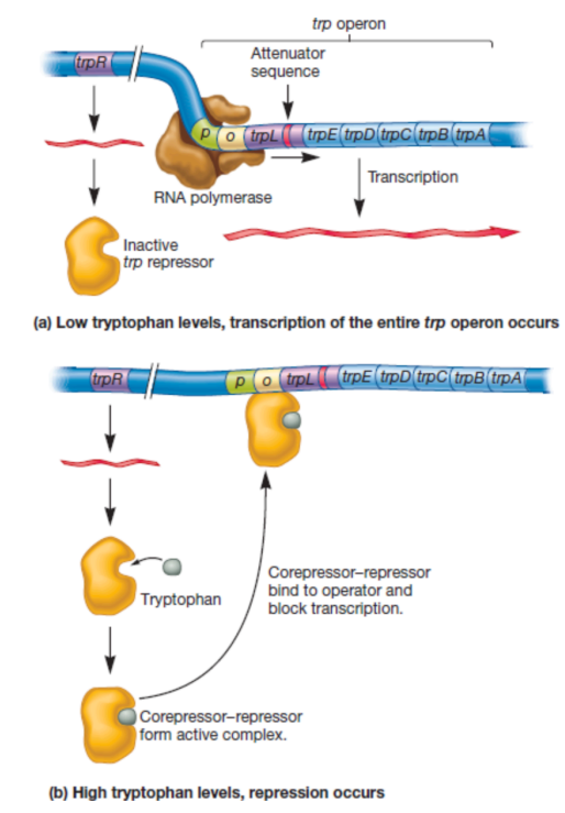 <p><u>Feedback inhibition:</u></p><ul><li><p>product of a pathway inhibits the activity of an enzyme earlier in the pathway</p></li><li><p>often end product binds to an enzyme for the first step, reducing its activity</p></li></ul><p></p><p><u>Feedback repression:</u></p><ul><li><p>where the product of a pathway interacts with a regulatory protein (e.g. repressor) to stop transcription of genes encoding enzymes in the pathway</p></li><li><p>end product is still going to be the signal the cell senses and uses to work out whether to express these genes or not.</p></li><li><p>e.g. (allosteric repressor protein inactive when Tryptophan unbound) Tryptophan (end product of pathway) binds to allosteric repressor protein to form active complex (corepressor-repressor). Binds to operator and blocks transcription.</p></li></ul><p>Note: Here, Tryptophan is a corepressor, not an inducer (bc repressor is inactivated in presence of inducer but for&nbsp;feedback repression, repressor is activated by presence of corepressor)</p><p></p>