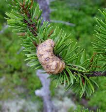 <p>Scientific name&nbsp;</p>