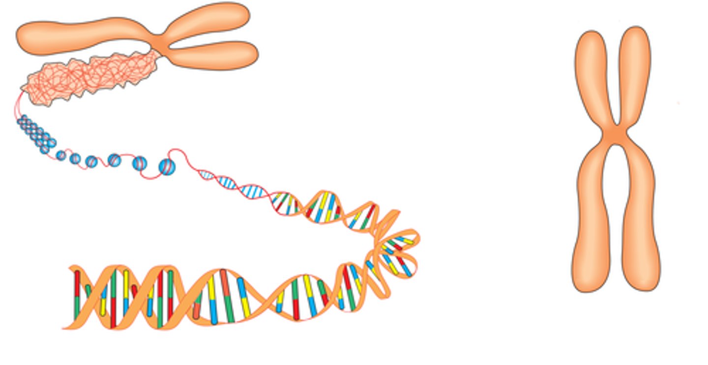 <p>Stort DNA-molekyl som inneholder hundrevis eller tusenvis av gener. Finnes som lange kromatintråder i hovedparten av cellens syklus, men når cellen deler seg, tar kromosomene en kort og tykk stavform</p>