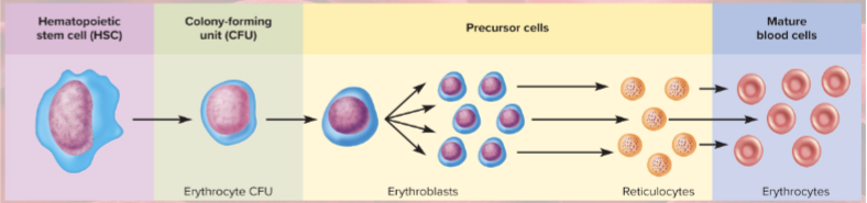 <p>5 million per microliter</p>