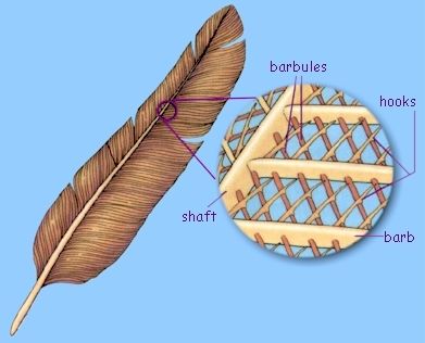 <p>Parts of a bird’s feather</p>