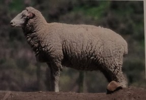 <p>developed in us. by USDA by crossing rambouillet and lincoln breeds to produce a breed that provides greater qualities of meat and wool. wool everywhere but their face. pink nose. white hooves. high quality lean meat and good quality wool. adapt well to various conditions and have docile temperaments</p>