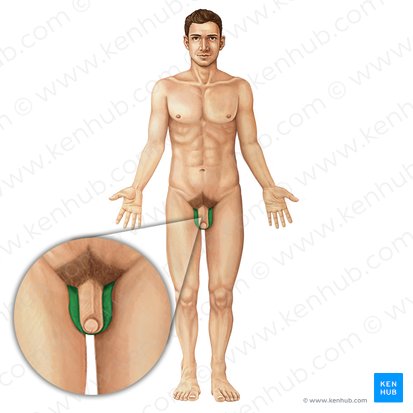 <p>Male (scr-um)</p>