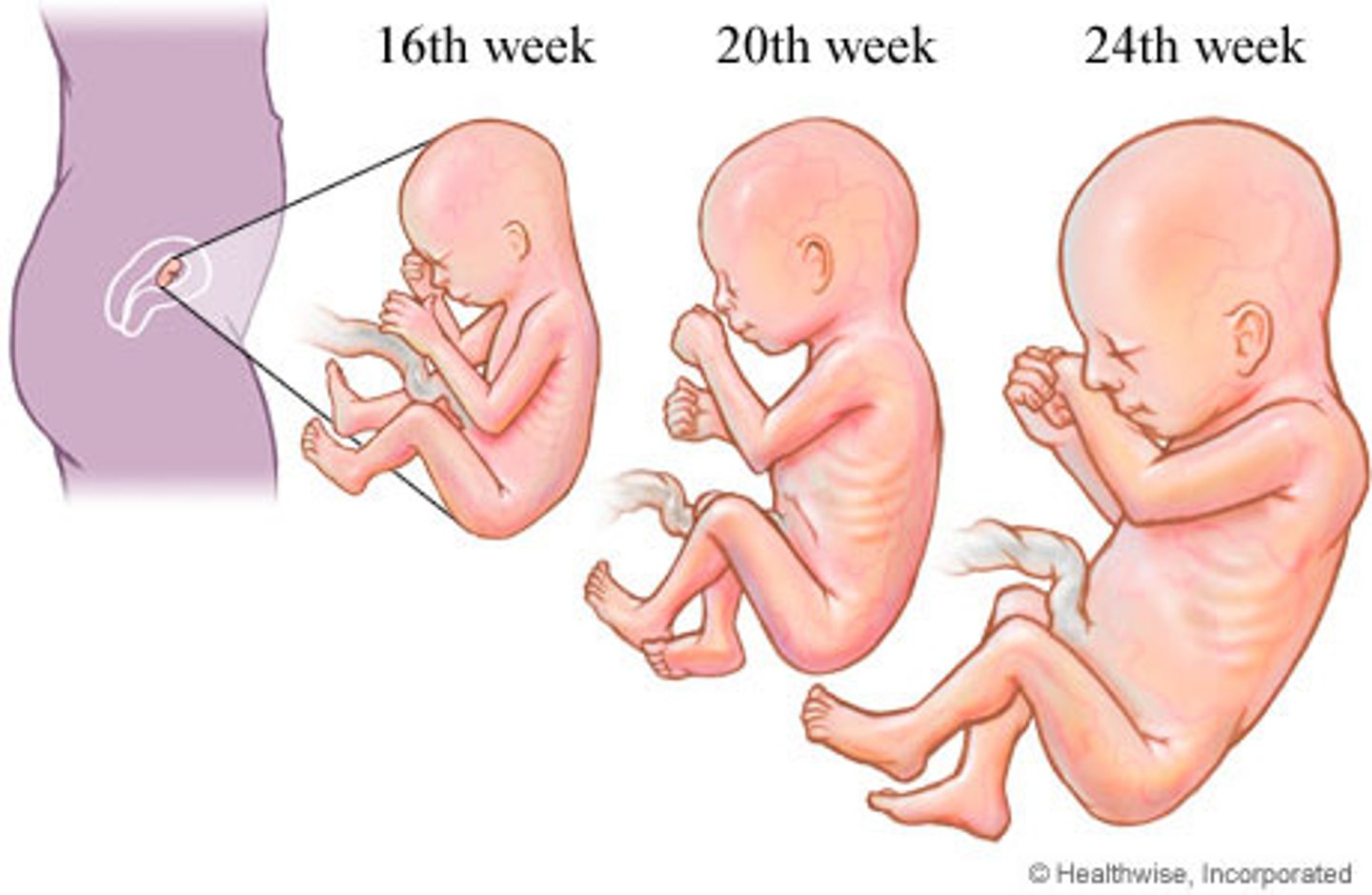 <p>increasing complexity in the early stages and increasing size towards the end of pregnancy</p>