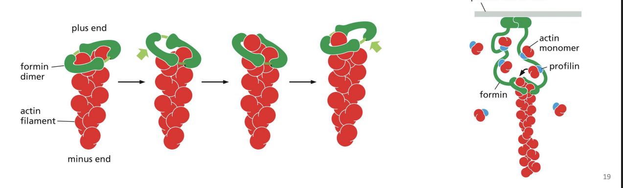 <p>dimeric proteins that can nucleate growth of unbranched filaments to cross-link and form parallel bundles. Formins do not block the end that they are associated with (+ end), preventing loss of subunits from that end.</p>