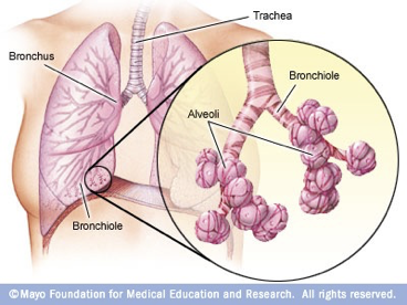 <p>Bronchi – 2 smaller branches of the of the trachea leading to the left and right lung</p><p>Bronchioles – tiny subdivisions of the bronchi</p><p></p>
